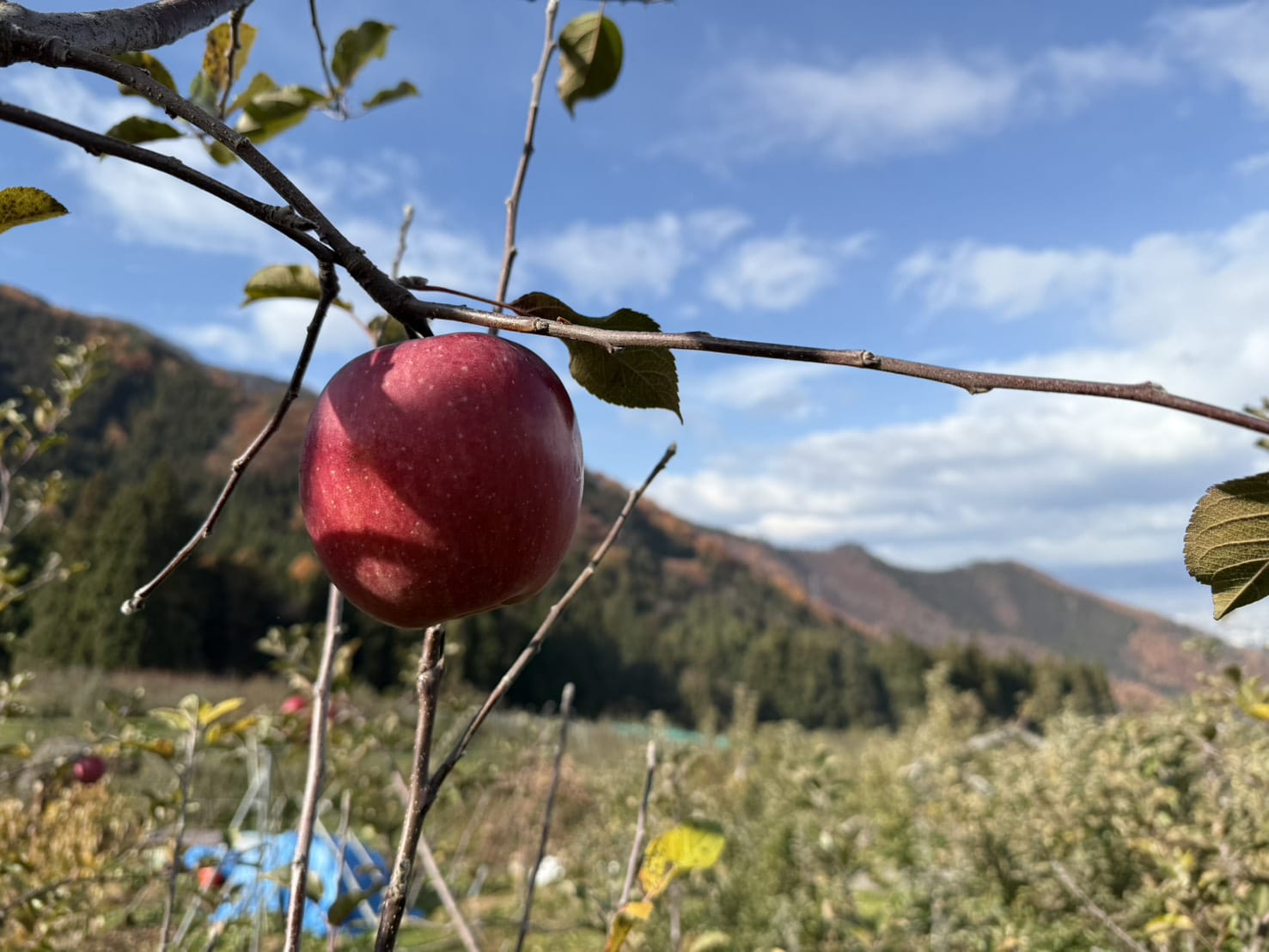 今年の出来は