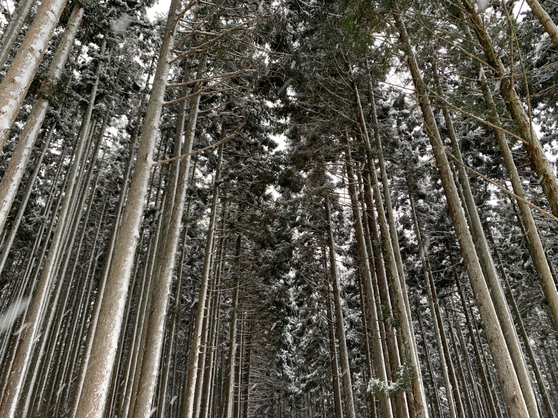❄冬到来❄