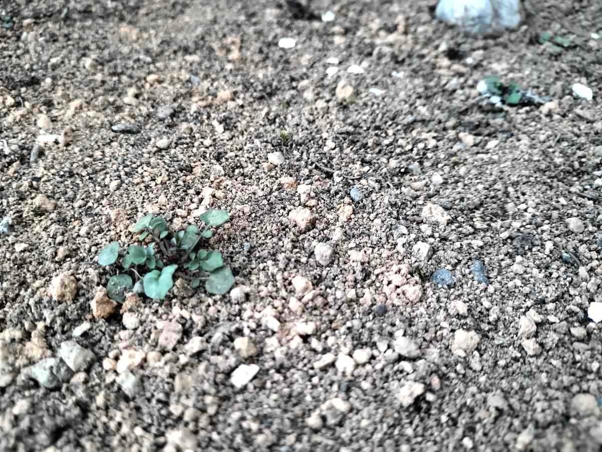 早春も、草取りと除草剤の季節(⁉)