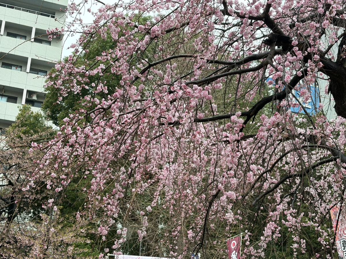 〇食欲の春〇　丸山ブログ